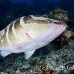 grouper_nassau_mea_lc_h_0419_cay0895.jpg